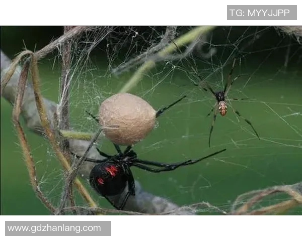 世界足球明星的绝招揭秘如何在绿茵场上创造奇迹与精彩瞬间